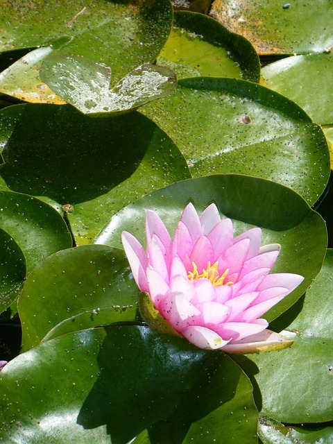 Seerose, Lilie, Seerosenblatt, Grün