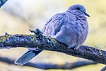 turtledove, ave, bird
