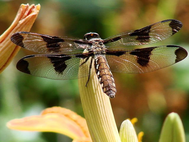 Free Dragonfly Transparent photo and picture