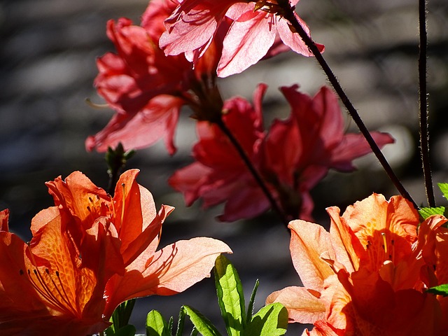 Free Flowers Azalea photo and picture