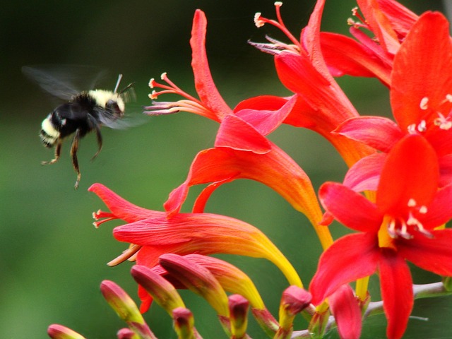Free Flowers Crocosmia photo and picture