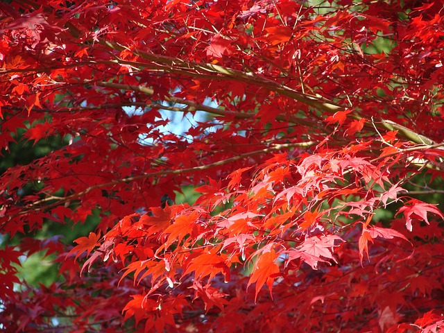 Free Leaf Leaves photo and picture