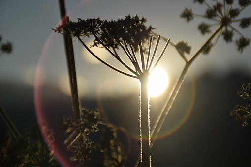Italia, Flor, Fondo De La Flor, Sol