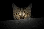 cat, animal, tabby cat