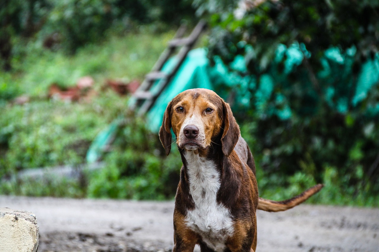 Köpek Hayvan Hayvanlar · Pixabay�de ücretsiz fotoğraf