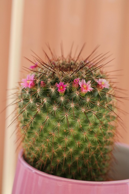 Cactus, Natuur, Doornen