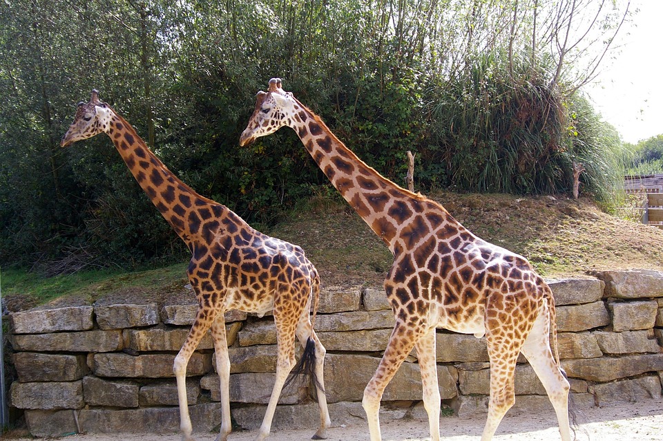 Zoo Animals Giraffe Free Photo On Pixabay