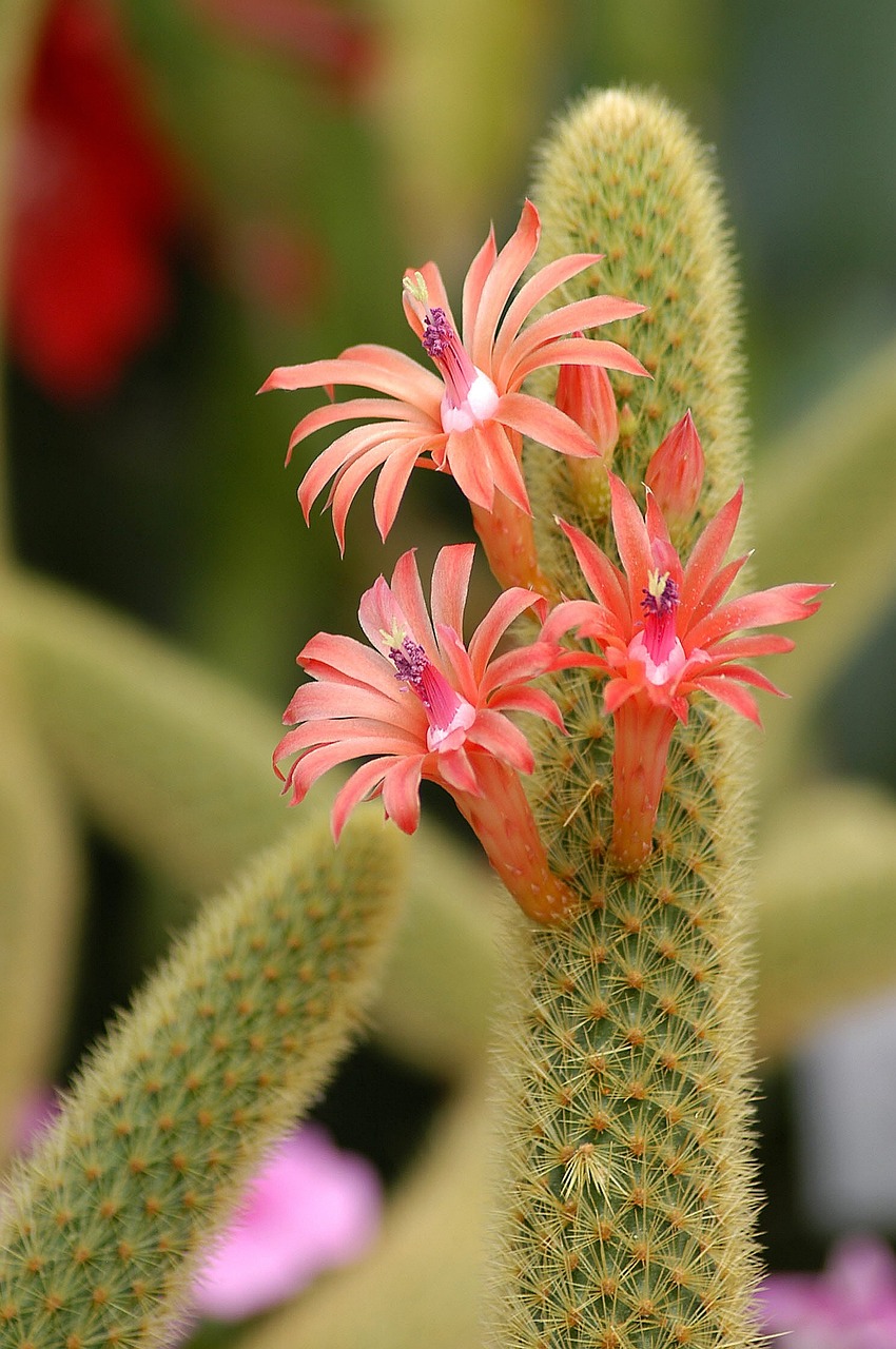 Cactus Flower Plant Botanical Free photo on Pixabay Pixabay