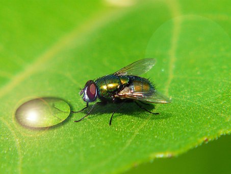 Flyve, Dråber, Afspejling, Makro, Plante