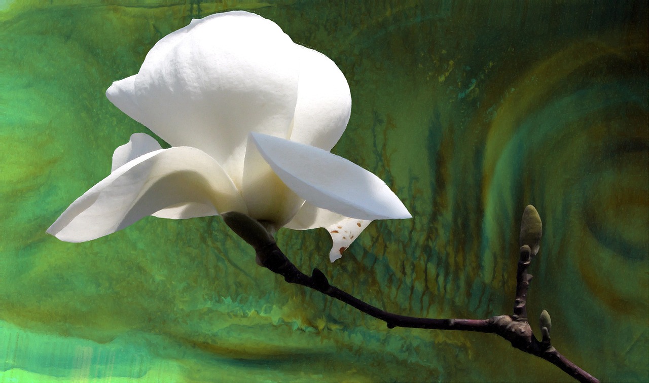 Explore 71+ Free Magnolia Illustrations: Download Now - Pixabay