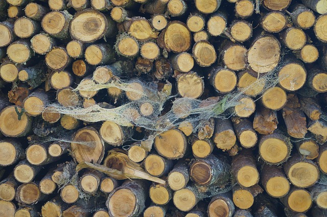 Holz, Spinnweben, Holzstapel