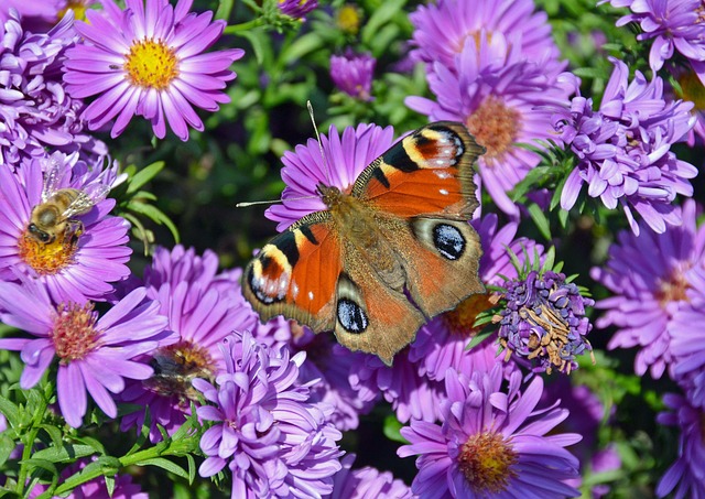 Free Butterfly Peacock Butterfly photo and picture