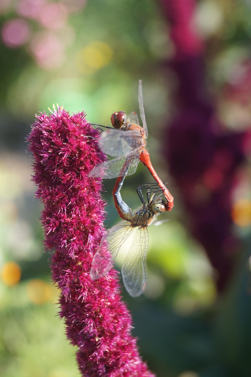 Libellen Fortpflanzung Insekten Kostenloses Foto Auf Pixabay Pixabay libellen-fortpflanzung-insekten-kostenloses-foto-auf-pixabay-pixabay