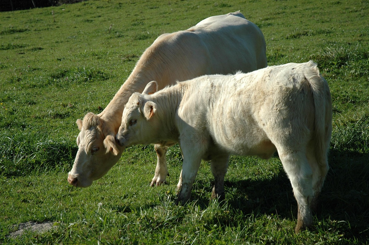 Baby Sapi Ibu Sapi Anak Pertanian - Foto gratis di Pixabay - Pixabay