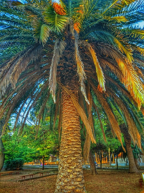 Free Palm Tree Tree photo and picture