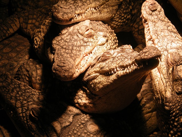 Free Crocodiles Saurian photo and picture