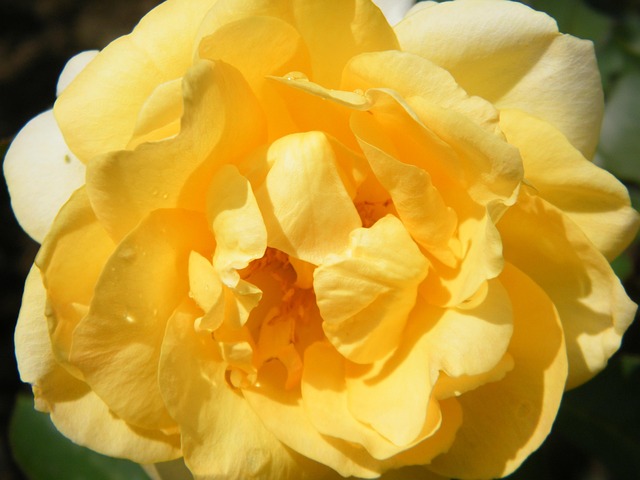 Free Flower Yellow photo and picture
