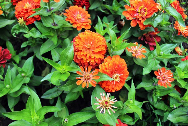 Blomster, Orange, Plante, Blomstre, Hvid
