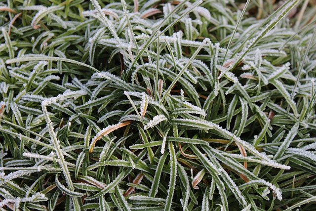 Free Hoarfrost Grass photo and picture