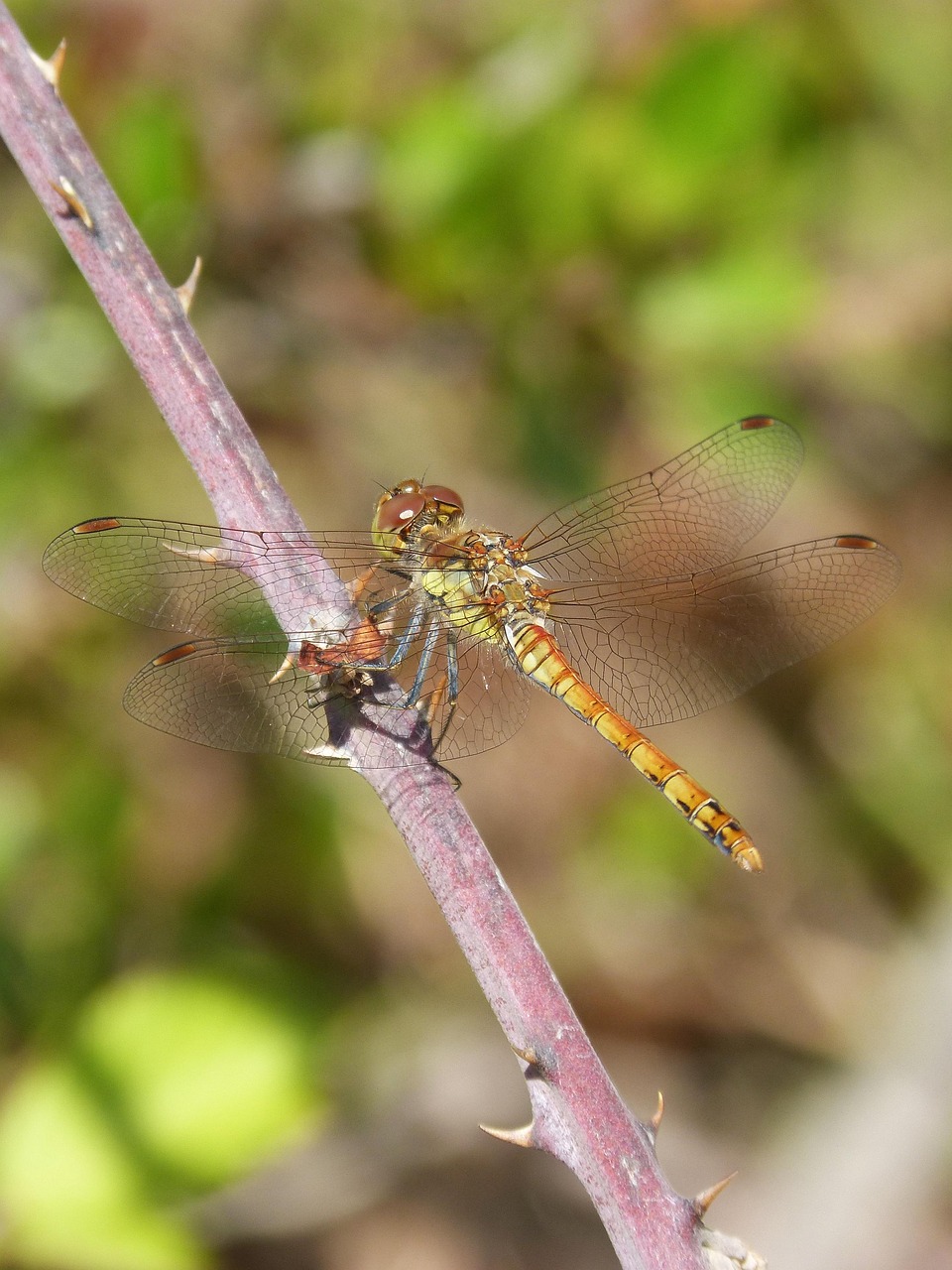 Dragonfly Sympetrum Striolatum - Free photo on Pixabay