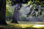 autumn, morning, the sun's rays