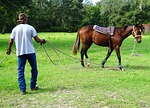 horse, training, trainer