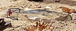 message in a bottle, bottle, post