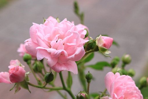 Free Flowers Roses photo and picture