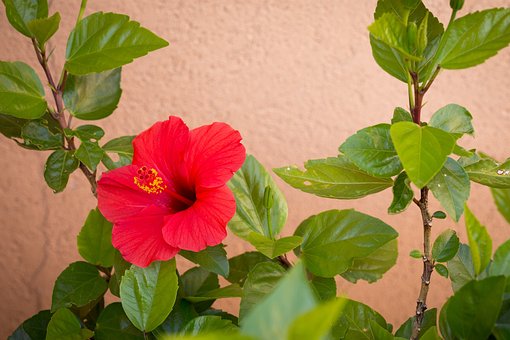 Rød, Hibiscus, Anlegg, Ark, Strålende