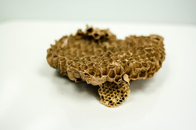 Free Wasps Honeycomb photo and picture