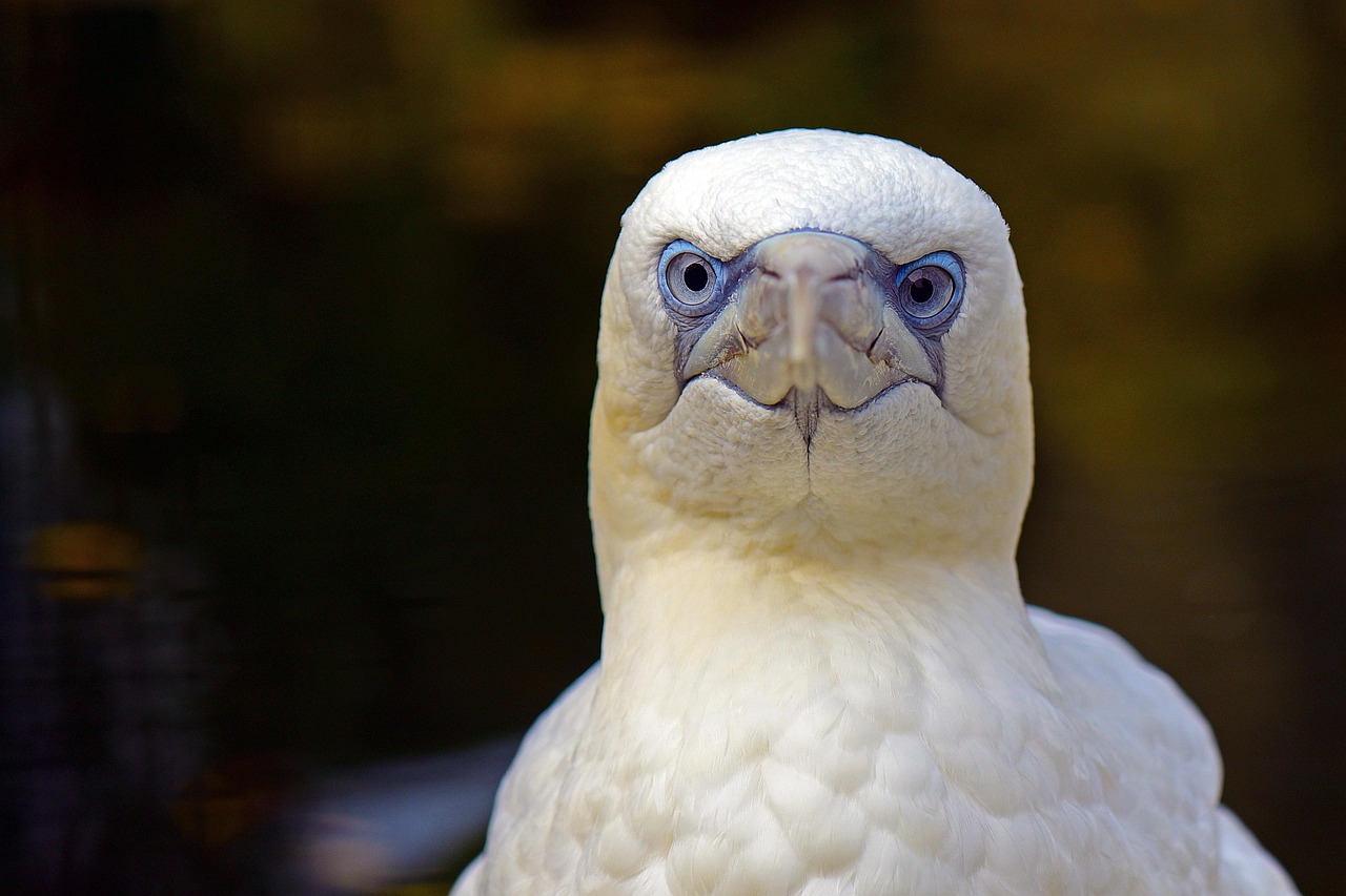 Northern gannet seabird with a yellow head facing the camera against a blurred background.