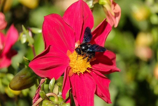Mamangava, Abelha, Inseto, Preto, Flor