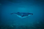 whale, ocean, sea