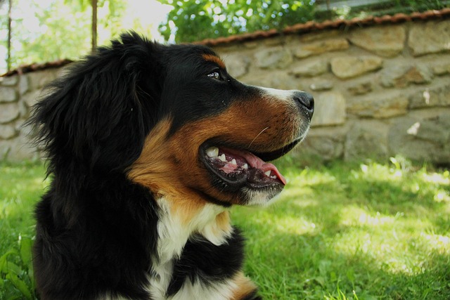 Berner Sennenhund, Hund, Groß, Hündchen