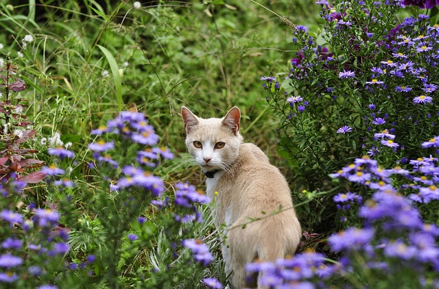 Free Cat Kitten photo and picture
