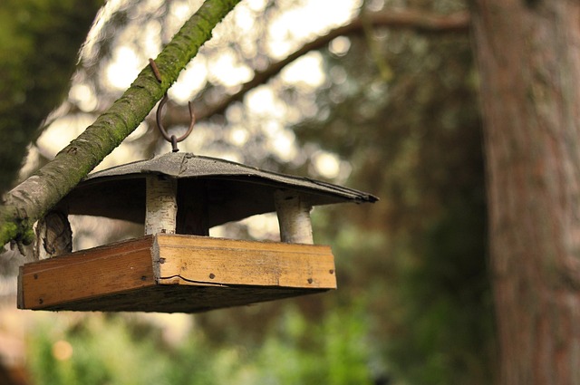 Free Bird Feeder Garden Feeder photo and picture