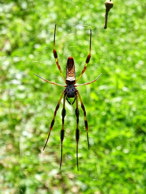 Free Silk Spider Silk photo and picture