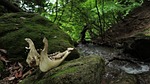 bone, death, mountain