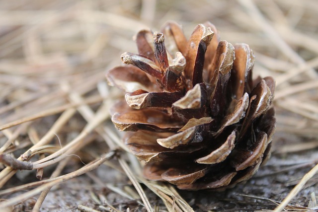 Free Pinecone Nature photo and picture