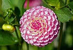 dahlia, pink, flower