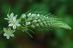 flowering stems, filigree, flora