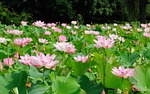 pond, water lily, flower