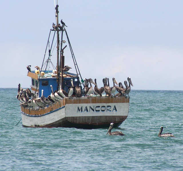 Mancora, Boot, Möwe, Mancora, Mancora