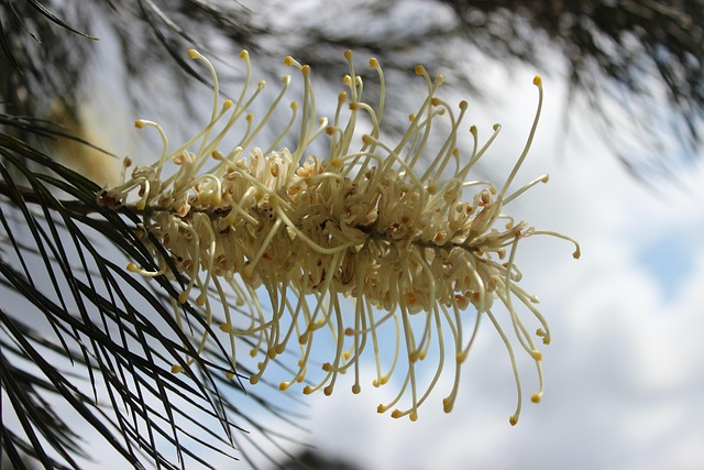 50,000+ Free Native Flower & Nature Images - Pixabay
