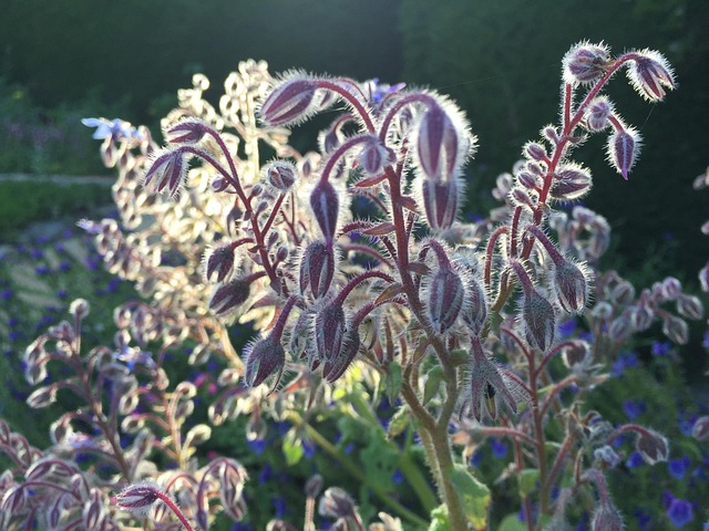 Free Borage Flower Borage Blooms photo and picture