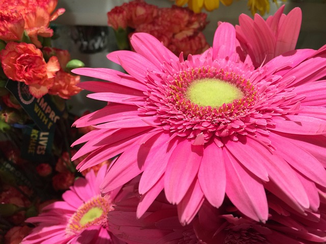 Free Gerber Daisy Daisy photo and picture