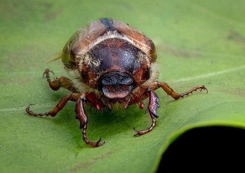 Free Bille The Insect photo and picture