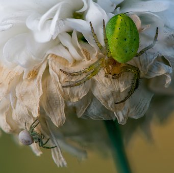 Free Spider Macro photo and picture