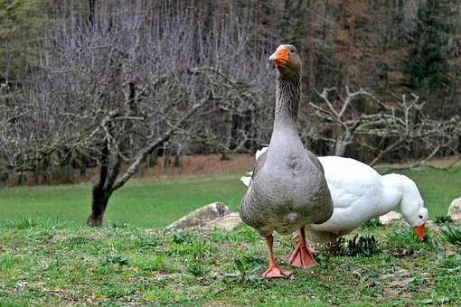 Tanya, Quintal, Animais De Estimação