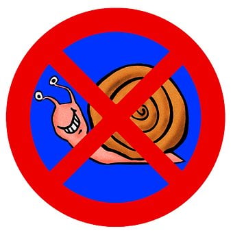 Free Snail Nature illustration and picture